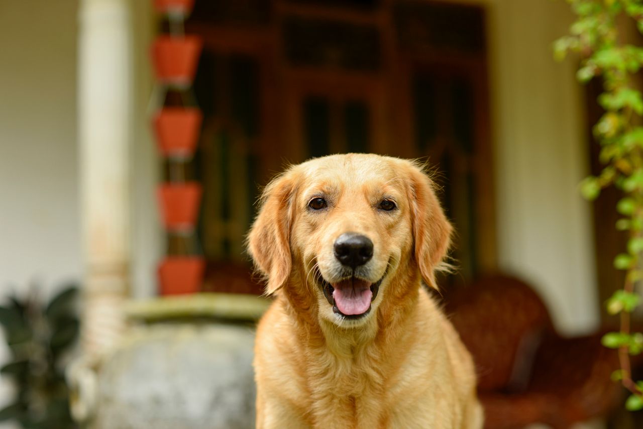 Services Close-up of a cheerful Golden Retriever sitting in front of a house with a happy expression.